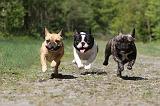 BOULEDOGUE FRANCAIS 449